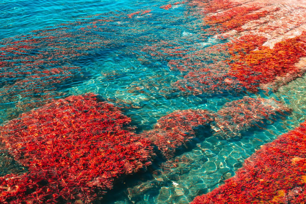 red seaweed